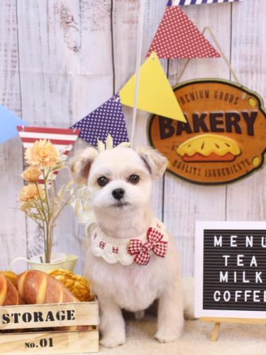 20240929だんごくん